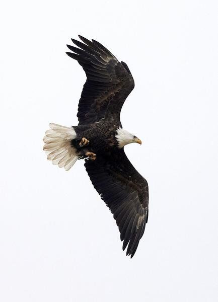Bald eagles, wiped out in early 20th century, now thrive in Indiana